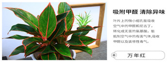 苗木知识 苗木知识