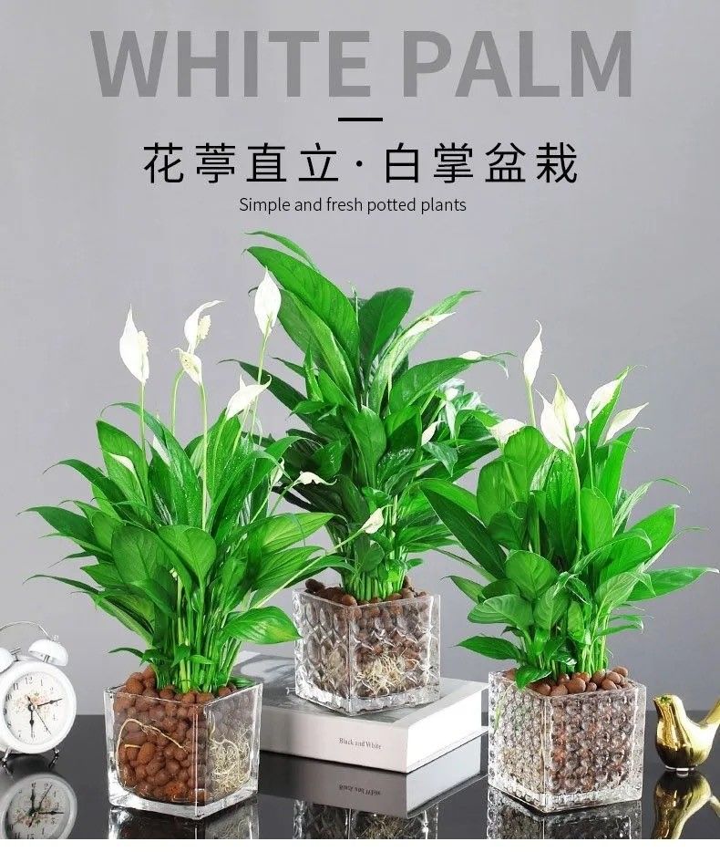 【小盆栽】办公室桌面推荐盆栽【白掌】