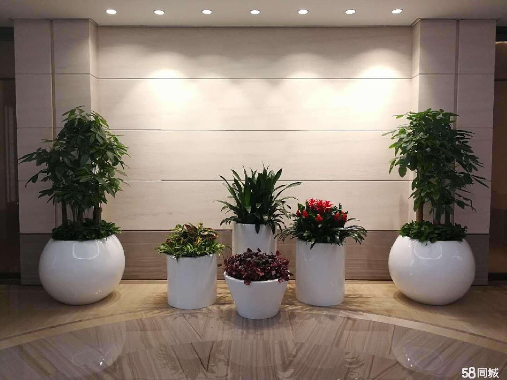 西安酒店绿植出租|西安碧盛园艺13002920517