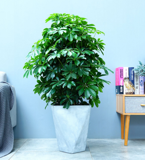 西安绿植【鸭掌木】养护技巧