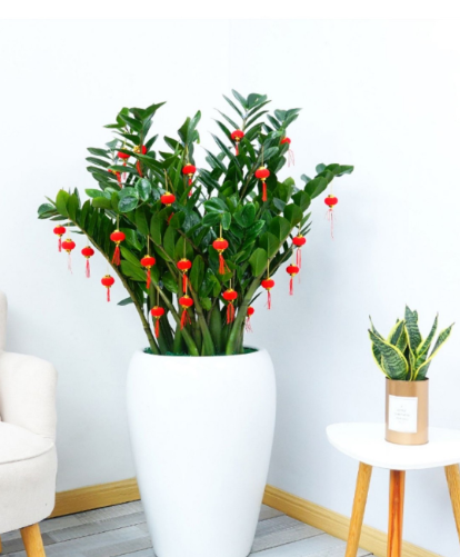 【绿植】开业乔迁必选绿植【金钱树】